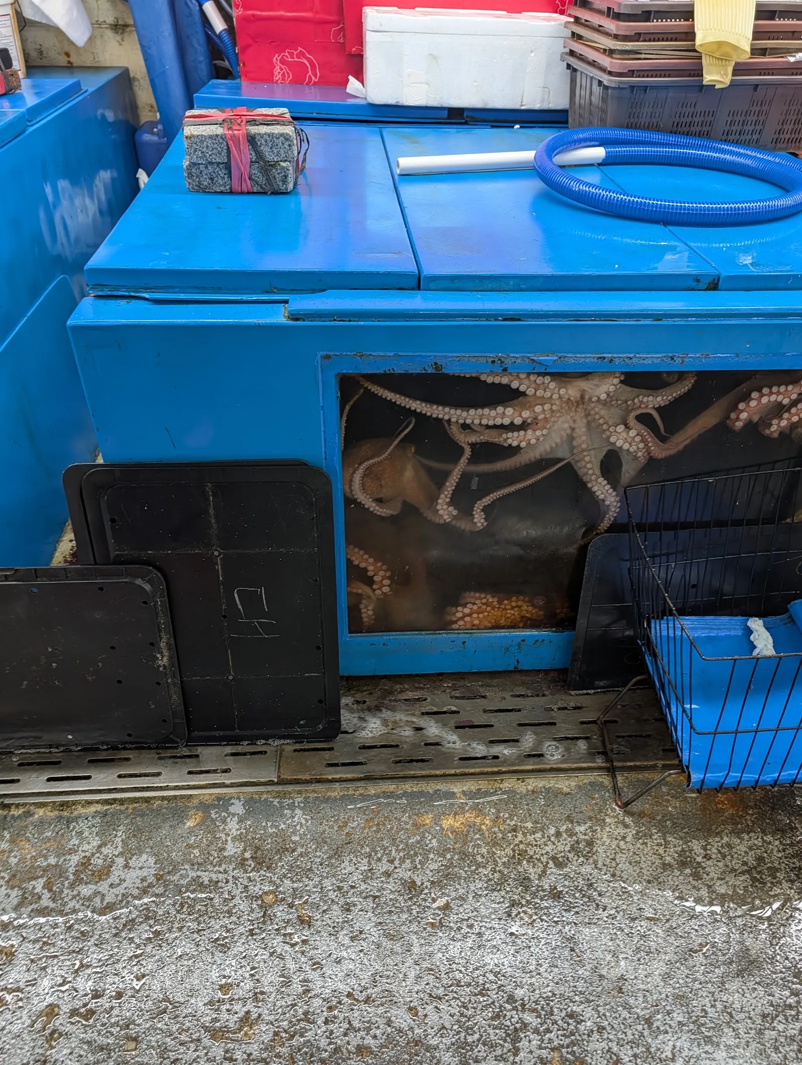 Los tanques de pescado vivo del mercado de Jagalchi
