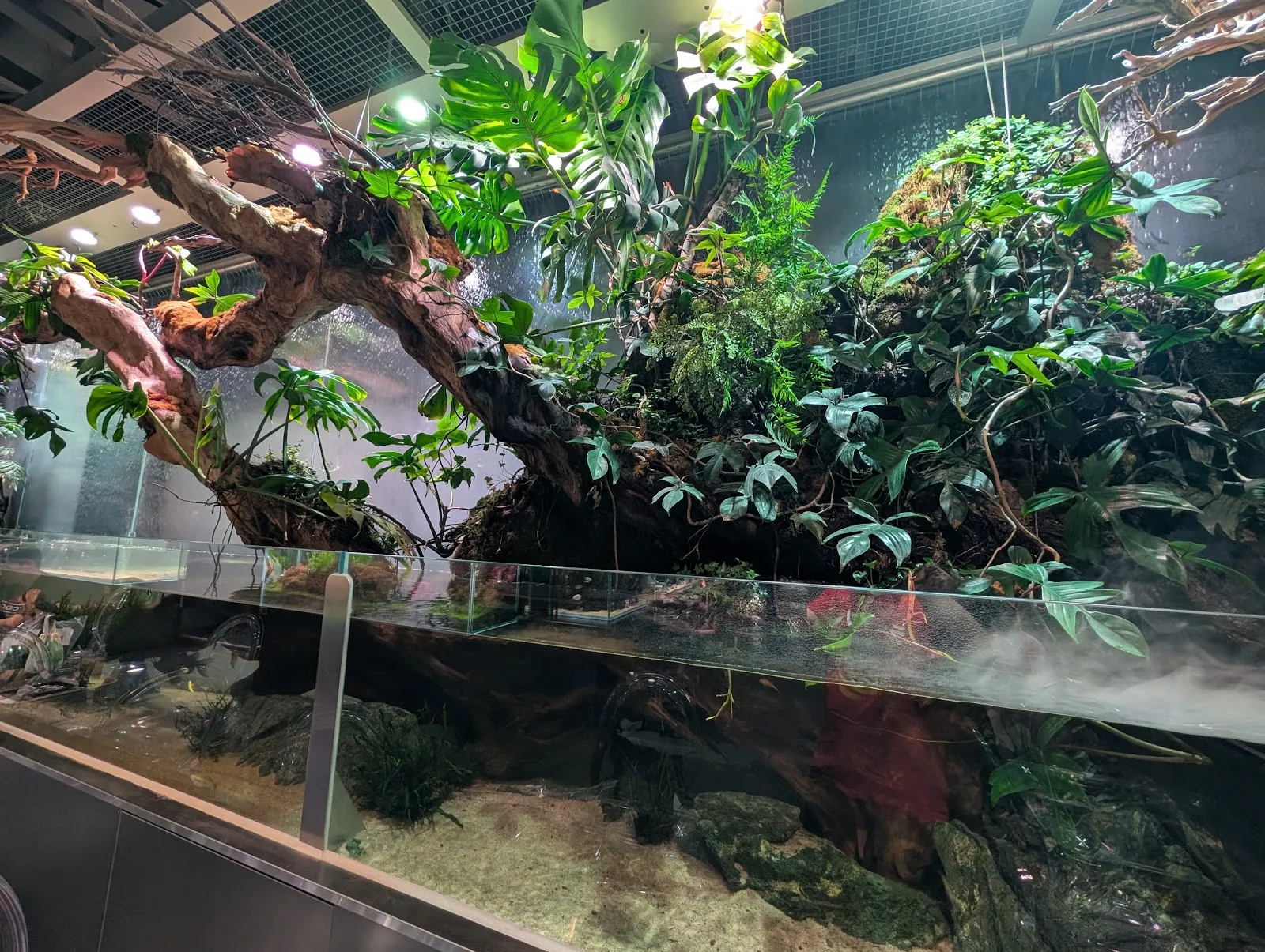 Uno de los tanques del acuario del COEX