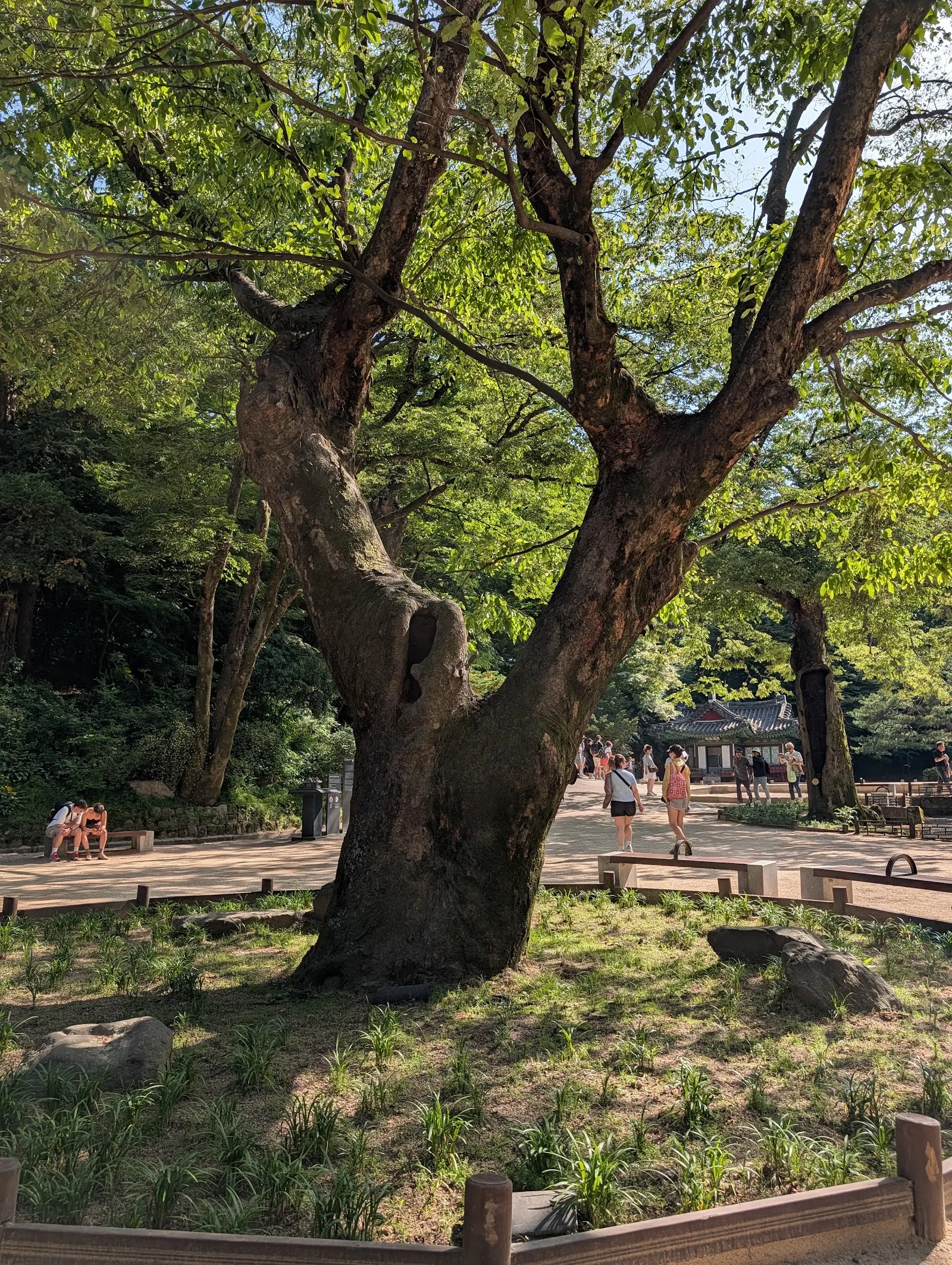 Uno de los árboles centenarios del jardín secreto